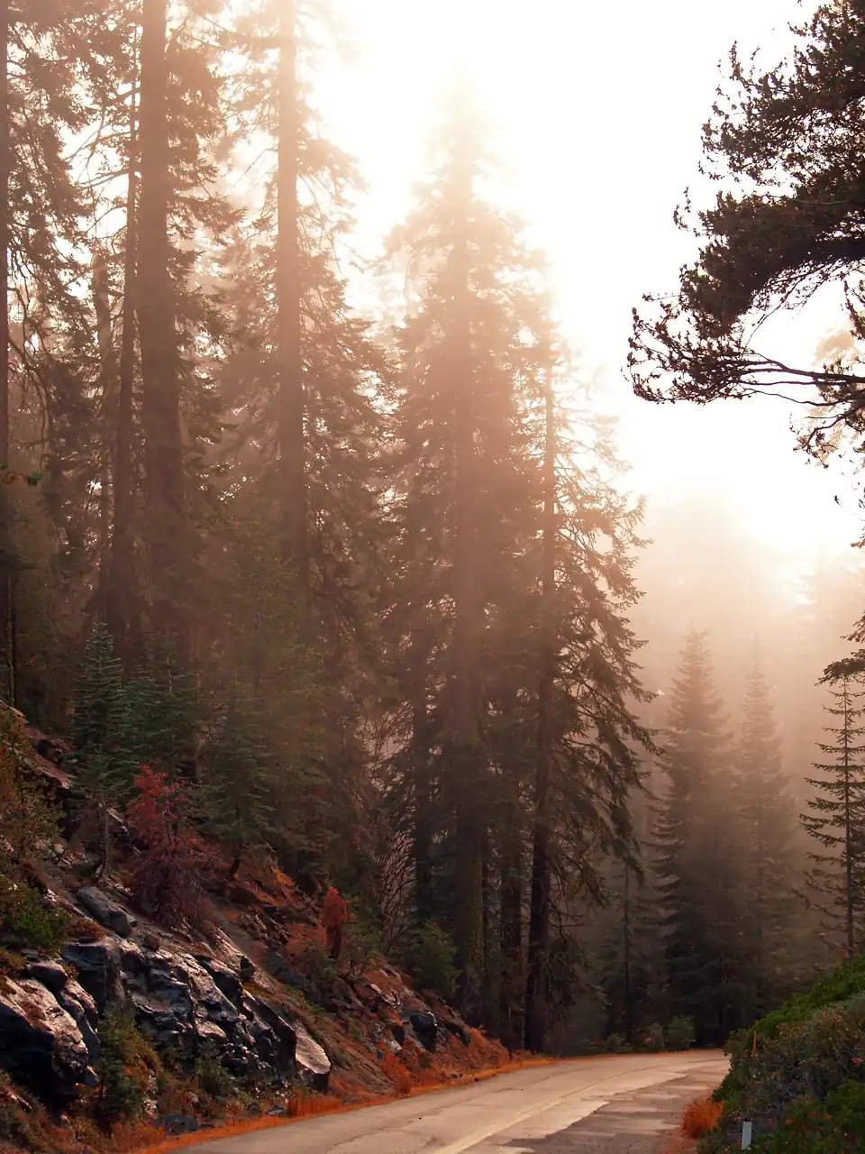 Straße im Sequia National Park im Abendlicht